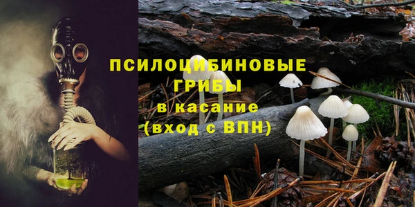 прущие грибы Михайлов